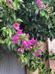 Bougainvillea