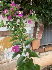Bougainvillea