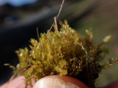 Bryum violaceum