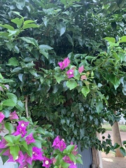 Bougainvillea