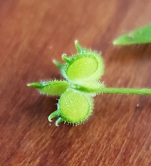 Ranunculus hebecarpus