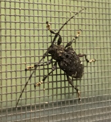 Lagocheirus binumeratus