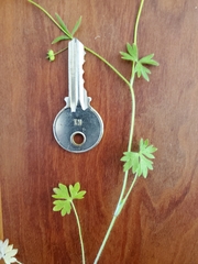 Ranunculus hebecarpus