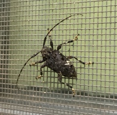Lagocheirus binumeratus