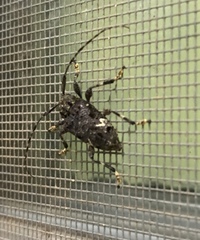 Lagocheirus binumeratus