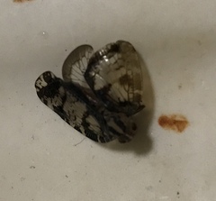 Nogodinidae