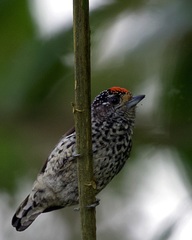 Picumnus dorbignyanus