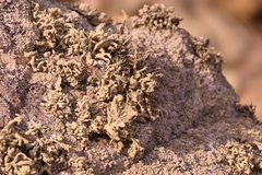 Ramalina siliquosa