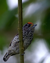 Picumnus dorbignyanus