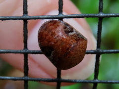 Solenotichus circuliferus