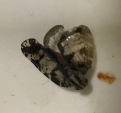 Nogodinidae