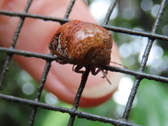 Solenotichus circuliferus