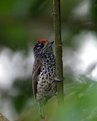 Picumnus dorbignyanus