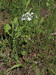 Allium neapolitanum