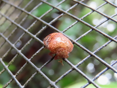Solenotichus circuliferus