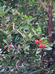 Magnoliopsida