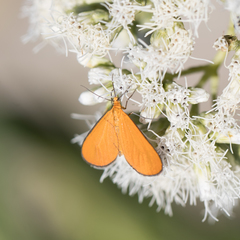 Eudulophasia invaria