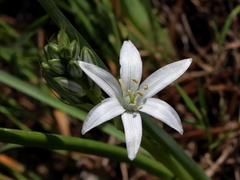 Ornithogalum narbonense