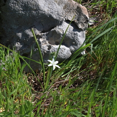 Ornithogalum narbonense