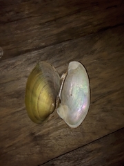 Anodontites trapesialis