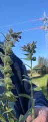 Nonea vesicaria