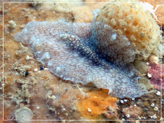 Pericelis