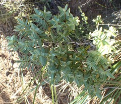 Veronica glaucophylla