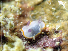 Goniobranchus verrieri