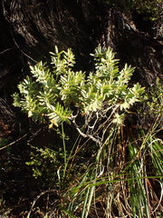 Veronica glaucophylla