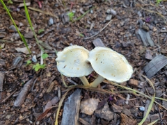 Leratiomyces percevalii