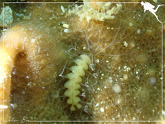 Amblyosyllis