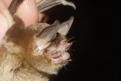 Pteronotus personatus psilotis