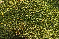 Tortella flavovirens