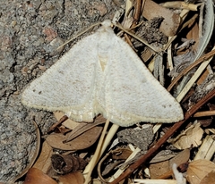 Macaria saphenata