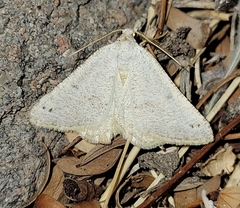 Macaria saphenata