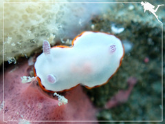 Goniobranchus rubrocornutus