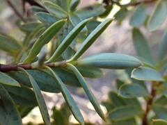 Veronica glaucophylla