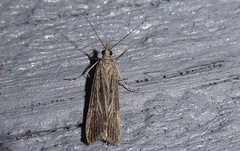 Eudonia atmogramma