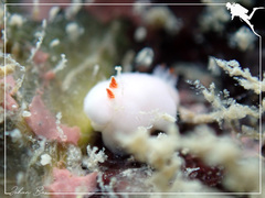 Verconia simplex