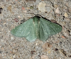 Xerochlora mesotheides