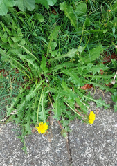Taraxacum aequilobum