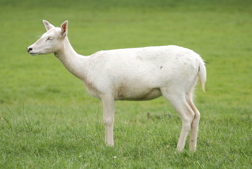 European Fallow Deer