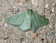 Xerochlora mesotheides