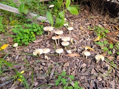 Leratiomyces percevalii