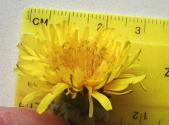 Taraxacum aequilobum