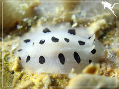 Phyllidia scottjohnsoni