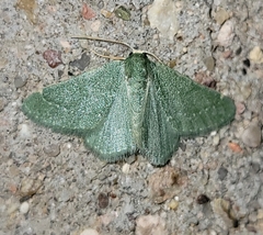Xerochlora mesotheides