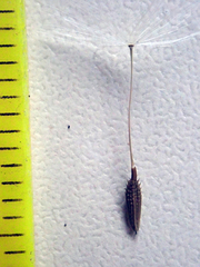 Taraxacum aequilobum