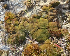 Tortella flavovirens