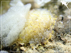 Phestilla lugubris